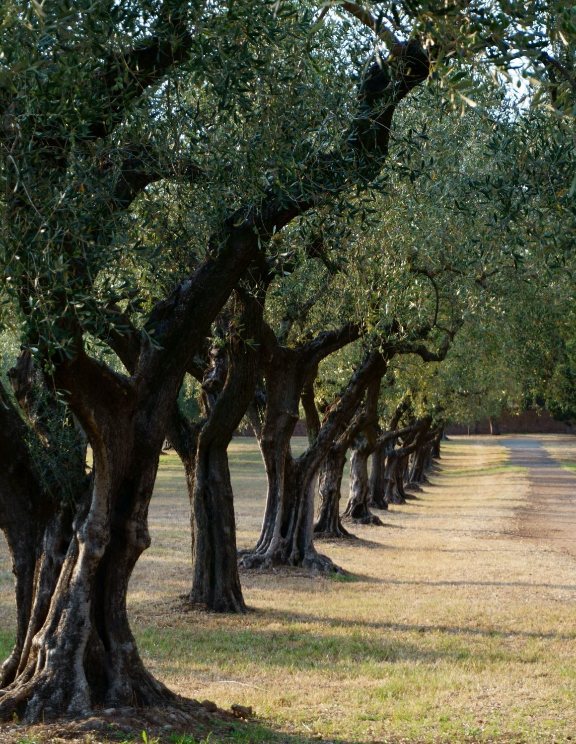Olive grove in Greece